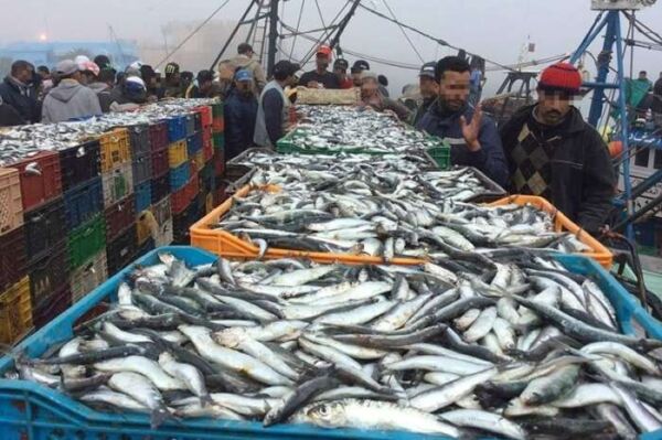 peche artisanale 600x399 - Pêche : près de 8,2 MMDH de produits commercialisés à fin septembre (ONP)