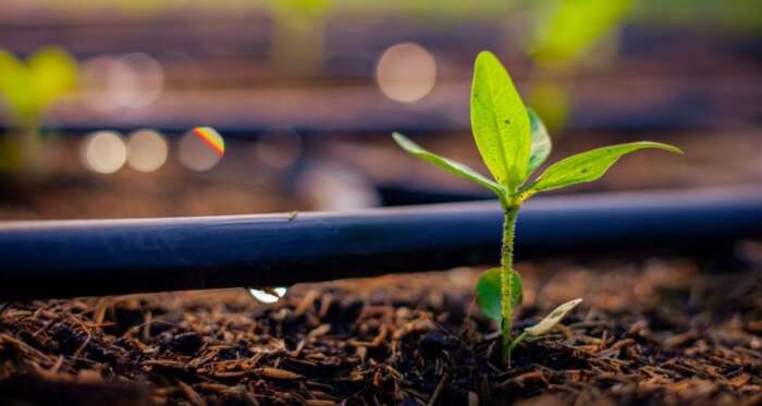 plante - Engrais personnalisés: OCP crée une filiale dédiée à la santé des soles et la nutrition des plantes