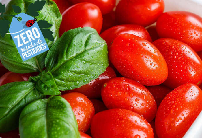 tomates azura - La marque de tomates cerises du groupe marocain Azura dans le Top 10 des marques les plus vendues en France