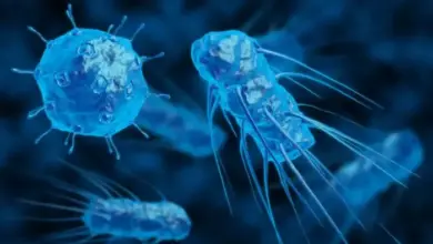 bacteries 390x220 - Bactéries résistantes aux médicaments: l’OMS publie une nouvelle liste, actualisée