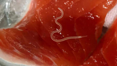 poisson contamine 390x220 - Du poisson marocain contaminé à l’anisakis interdit sur le marché espagnol