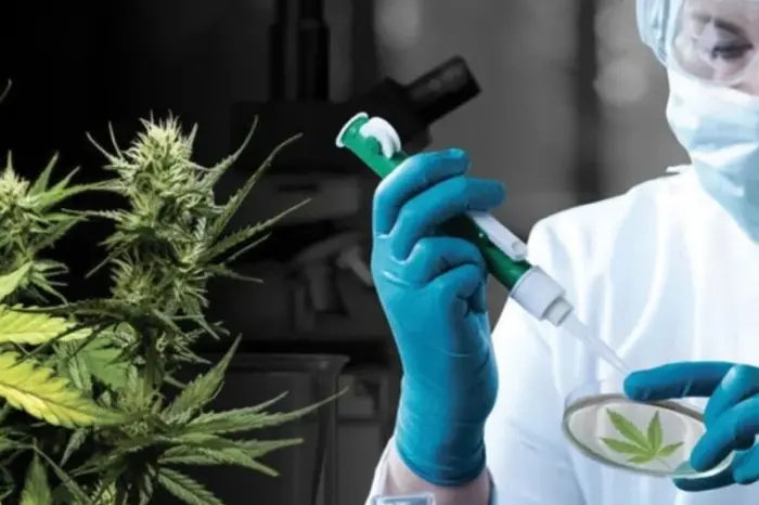 cannabis pharma - Santé: Les produits à base de cannabis désormais disponibles en pharmacie
