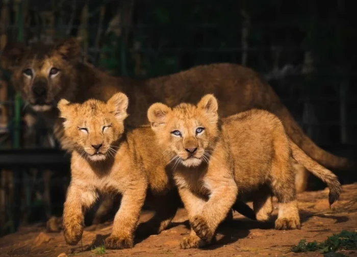348815 scaled - Naissance d'un Lionceau de l'Atlas au Jardin Zoologique de Rabat