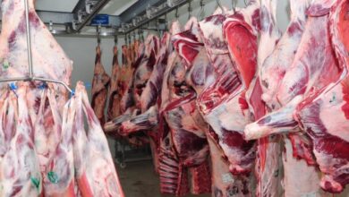 batoire moderne meknas 2016 23 1676626325 390x220 - Procédures et conditions d'importation des viandes rouges : un contrôle sanitaire rigoureux