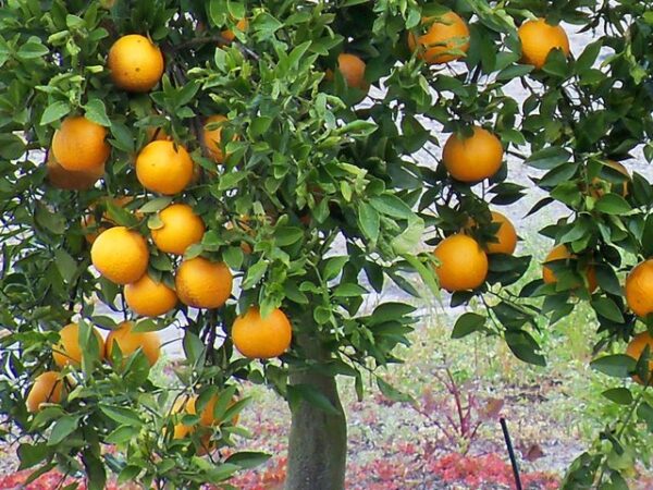 oranger pleine terre 600x450 - Production d'agrumes : Le Maroc enregistre une hausse de près de 12 % en 2024