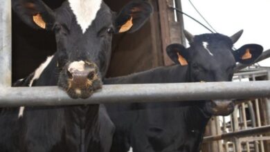 vache 1024 390x220 - L’USFP mise sur la réduction de la pression fiscale