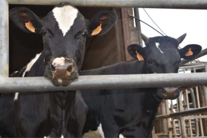 vache 1024 scaled - Importations de bétail, 5,5 milliards de dirhams injectés, mais où est l’impact sur les prix ?