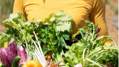 legumes bio 390x220 - France: après vingt ans d’essor, la consommation de fruits et légumes bio marque le pas