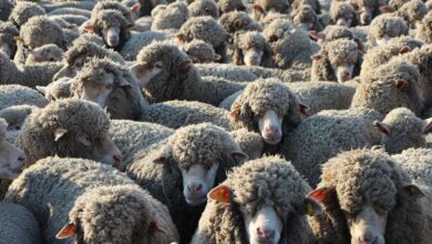 moutons 390x220 - Aid Al Adha 2023-2024, les subventions à l'import des moutons ont couté 437 millions