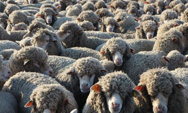 moutons 600x360 - Le Maroc renforce son cheptel avec du bétail australien