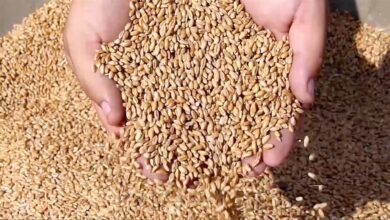 Securite alimentaire 390x220 - Souveraineté alimentaire : le Maroc face aux nouveaux défis agricoles mondiaux