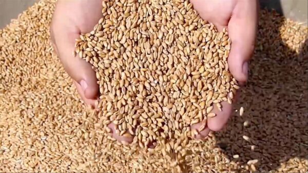 Securite alimentaire 600x338 - Sécurité alimentaire, la Banque mondiale salue les réformes agricoles du Maroc