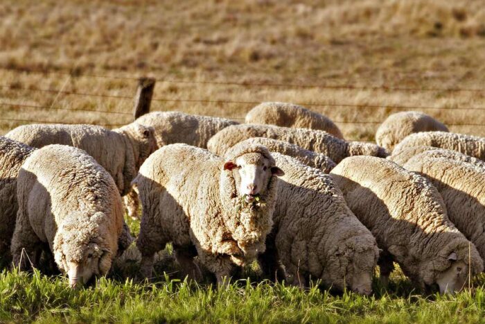 betail australien scaled - Le Maroc ouvre son marché à l’importation de bétail australien