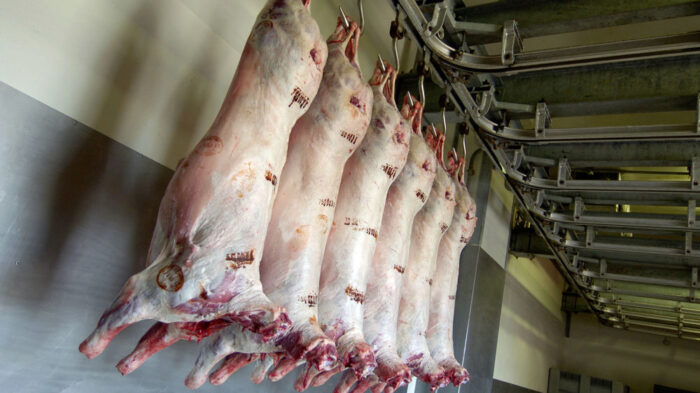 ovin scaled - Casablanca : L’ovin atteint 122 DH/kg sur le marché de gros
