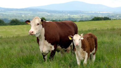 bovines irlandaises 390x220 - Élevage en crise : le Maroc tente un retour à l’autonomie avec des céréales locales et des races rustiques