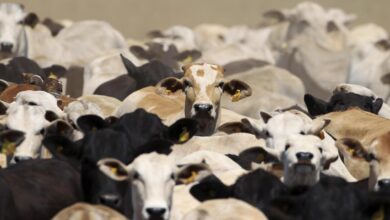 bovins paraguayens 390x220 - Bétail paraguayen, dernière étape avant l’exportation 2 500 têtes vers le Maroc