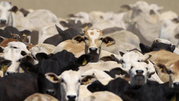 bovins paraguayens scaled - Bétail paraguayen, dernière étape avant l’exportation 2 500 têtes vers le Maroc