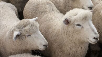 brebis 390x220 - L’État interdit l’abattage des brebis et lance un plan de sauvegarde du cheptel