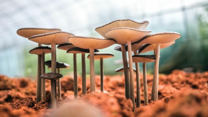 champignons cosmetiques scaled - Beauté : les champignons s’imposent dans les formules cosmétiques