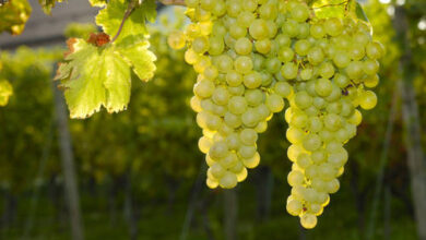 sauvignon 390x220 - Crise mondiale du vin, une consommation en chute libre, au plus bas depuis 1961