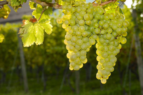 sauvignon - Crise mondiale du vin, une consommation en chute libre, au plus bas depuis 1961