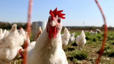 Grippe aviaire H5N1 390x220 - Grippe aviaire H5N1 : le Maroc suspend les importations de volaille en provenance du Brésil
