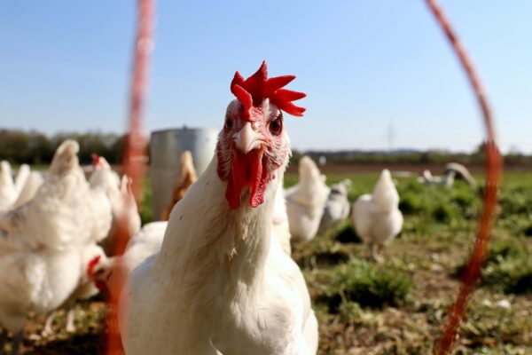 Grippe aviaire H5N1 600x400 - Grippe aviaire H5N1 : le Maroc suspend les importations de volaille en provenance du Brésil