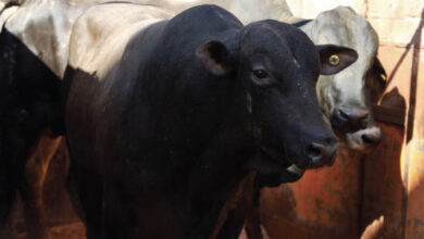 Viande bresilienne 390x220 - Le Brésil amorce ses exportations de viande bovine non transformée vers le Maroc