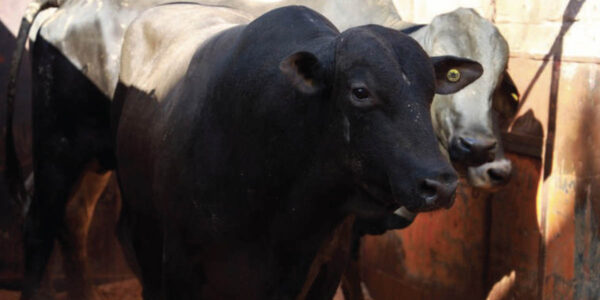 Viande bresilienne 600x300 - Le Brésil amorce ses exportations de viande bovine non transformée vers le Maroc