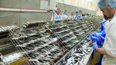 Photo Unicop 2 390x220 - Made in Morocco: les professionnels de la conserve de poisson appellent au secours