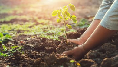 1259163 planter un jeune arbre gratuit photo 390x220 - Maroc rural. La révolution verte portée par les jeunes