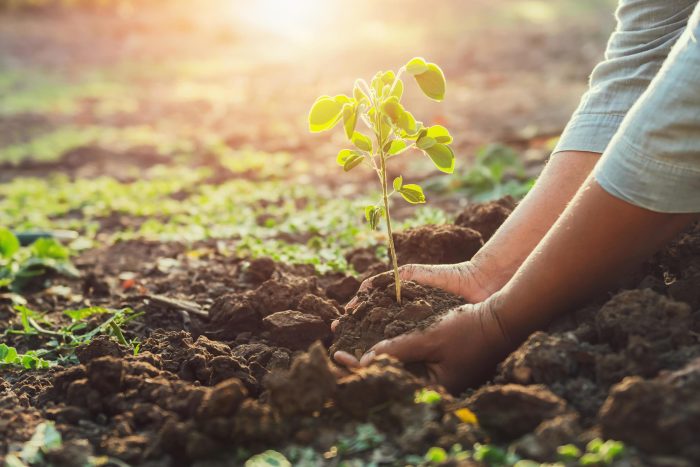 1259163 planter un jeune arbre gratuit photo scaled - Maroc rural. La révolution verte portée par les jeunes