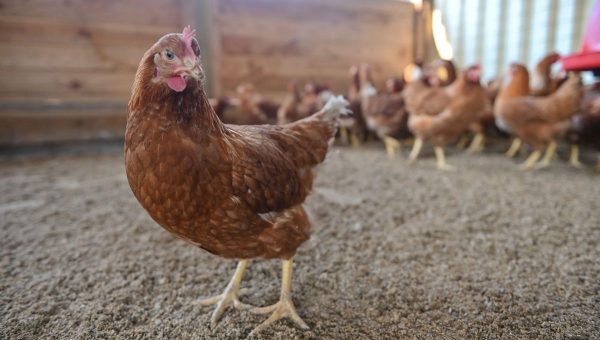 poulet 600x340 - Grippe aviaire : le Maroc ferme ses frontières aux volailles portugaises
