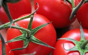 68fb87c7467e385c520141a2 300x188 - ONSSA tomates