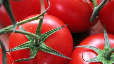 ONSSA tomates ONSSA Tomates