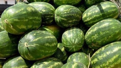 IMG 1223 700x394 1 390x220 - Le consommateur marocain ne fait plus confiance au lait!