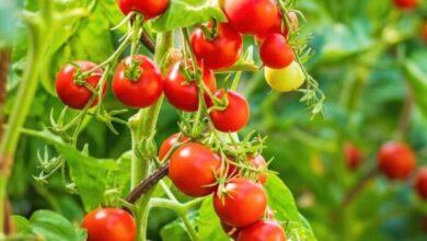 Les producteurs marocains dénoncent une campagne de désinformation visant les tomates du Royaume
