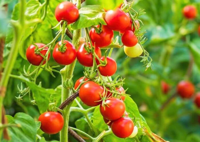 Les producteurs marocains dénoncent une campagne de désinformation visant les tomates du Royaume Les producteurs marocains dénoncent une campagne de désinformation visant les tomates du Royaume