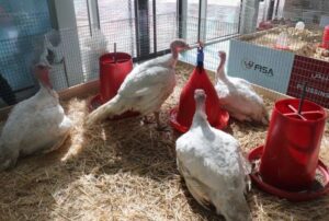 dawajine 300x202 - dawajine