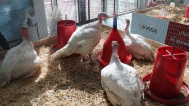 dawajine 390x220 - El Jadida : Le 26è Salon Avicole “Dawajine” ouvre ses portes