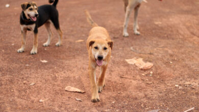 chiens errants 390x220 - Chiens errants : le Maroc change de stratégie et mise sur des solutions durables