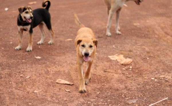 Chiens errants : plus de 100.000 morsures et 33 décès en un an chiens errants 600x369 - Chiens errants : plus de 100.000 morsures et 33 décès en un an