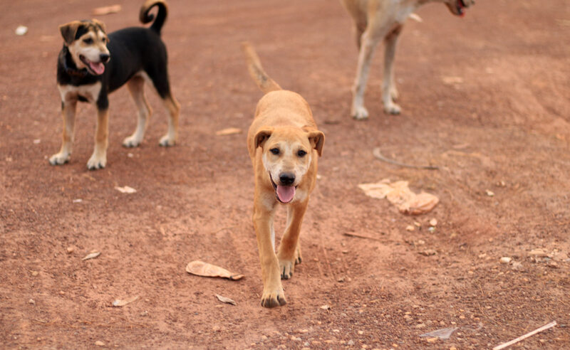 Chiens errants : plus de 100.000 morsures et 33 décès en un an chiens errants - Chiens errants : plus de 100.000 morsures et 33 décès en un an