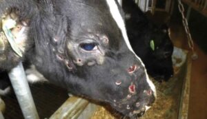 dermatose nodulaire 300x173 - S