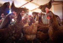 grippe aviaire 220x150 - Grippe aviaire : la France face à un nouveau pic d’alerte après un foyer massif détecté dans la Somme