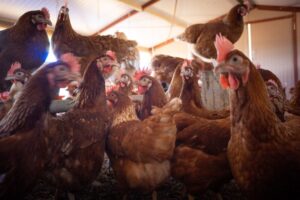 grippe aviaire 300x200 - grippe aviaire