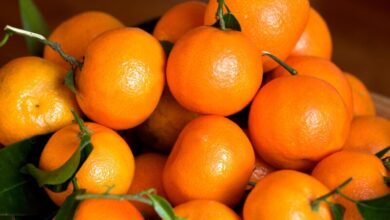 Risques de nitrates : les mandarines marocaines parmi les plus sûres selon une étude russe mandarines clementines maroc 390x220 - Risques de nitrates : les mandarines marocaines parmi les plus sûres selon une étude russe