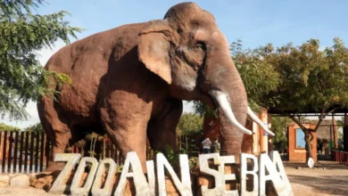 parc zoologique dAin Sebaa 390x220 - Casablanca : Le parc zoologique d’Aïn Sebaâ rouvre ses portes après un vaste réaménagement