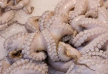 poulpe 220x150 - Pêche au poulpe : la saison hivernale reprend malgré des mises en garde