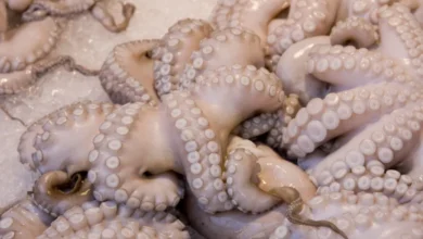 poulpe 390x220 - Pêche au poulpe : la saison hivernale reprend malgré des mises en garde